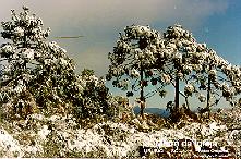 Urubici